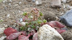 Chorizanthe corrugata