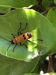 Chauliognathus militaris