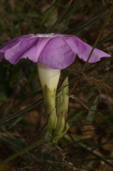 Ipomoea mairetii