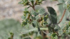 Chorizanthe corrugata