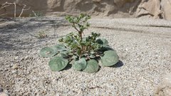 Chorizanthe corrugata