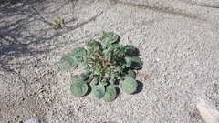 Chorizanthe corrugata