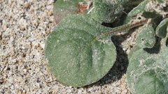 Chorizanthe corrugata