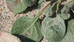 Chorizanthe corrugata