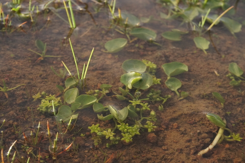 Dioscorea longipes