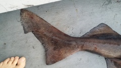 Gulper Shark photo 3