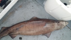 Gulper Shark photo 2