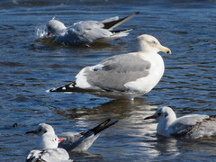 Larus