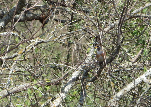 Many-colored Chaco Finch (Saltatricula multicolor), photo 4
