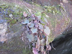 Heuchera missouriensis