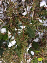 Juniperus communis charlottensis