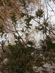 Juniperus communis charlottensis