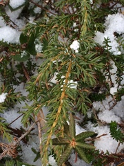 Juniperus communis charlottensis