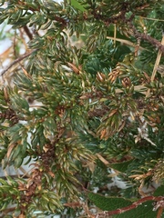 Juniperus communis charlottensis
