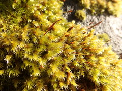 Racomitrium heterostichum