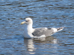 Larus