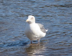 Larus