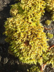 Racomitrium heterostichum