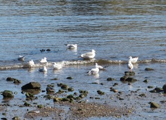 Larus