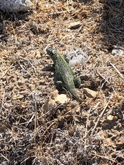 Liolaemus zapallarensis