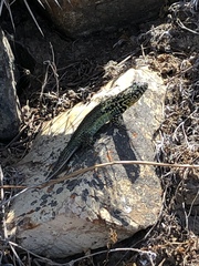 Liolaemus zapallarensis