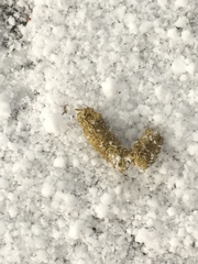 Dendragapus fuliginosus