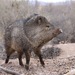 Collared Peccary - Photo (c) Nick Pederson, some rights reserved (CC BY-NC), uploaded by Nick Pederson