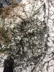 Antitrichia curtipendula