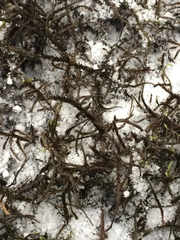 Antitrichia curtipendula