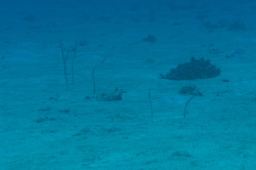 Gorgasia hawaiiensis observed 2023-08-12