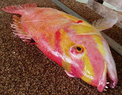 Masked Pigfish