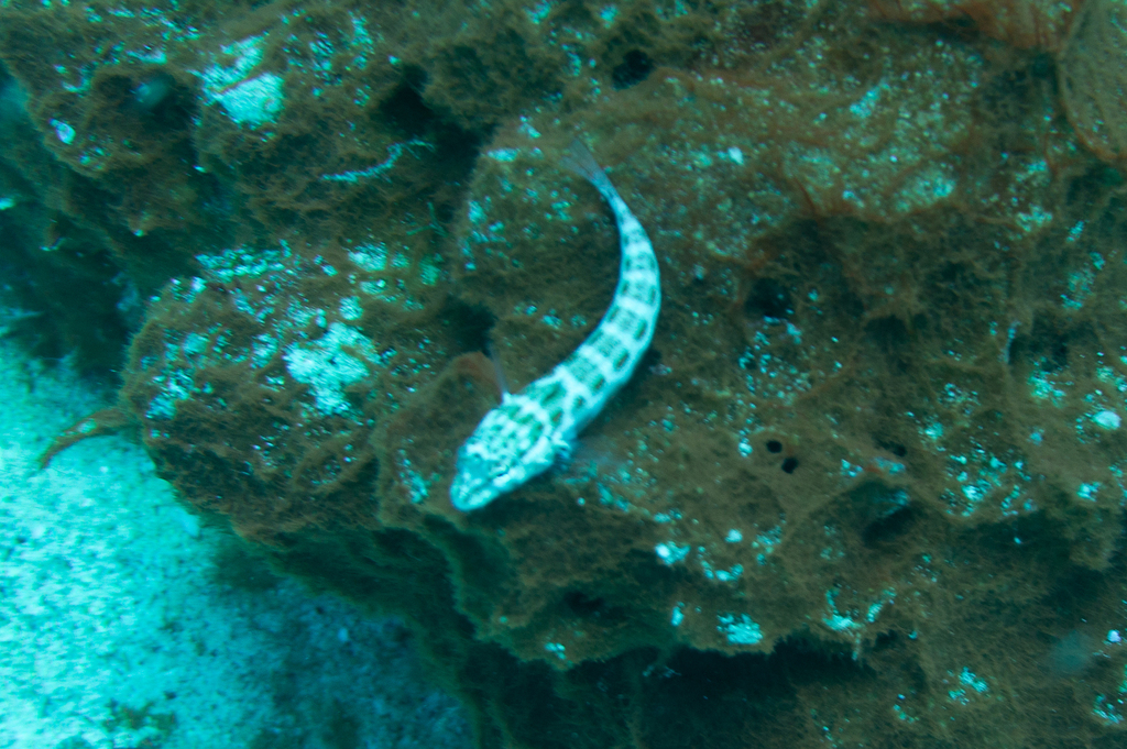 Flagfin Weever