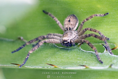 Polybetes rapidus