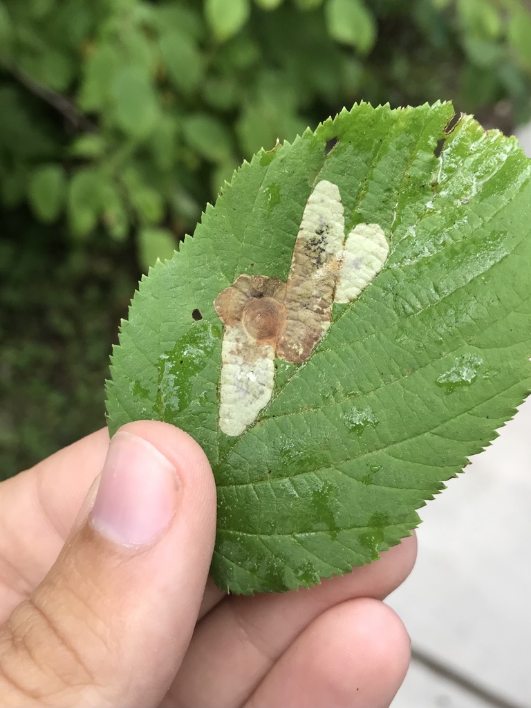 Hazel Blotchminer