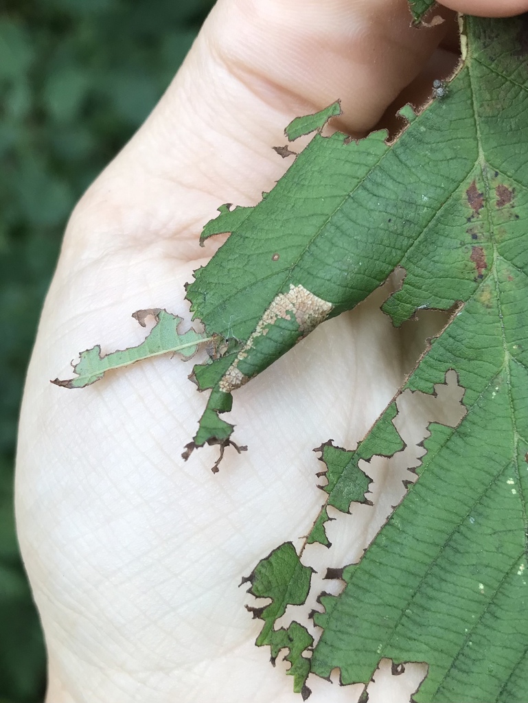 Phyllonorycter auronitens