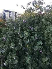 Malva subovata bicolor