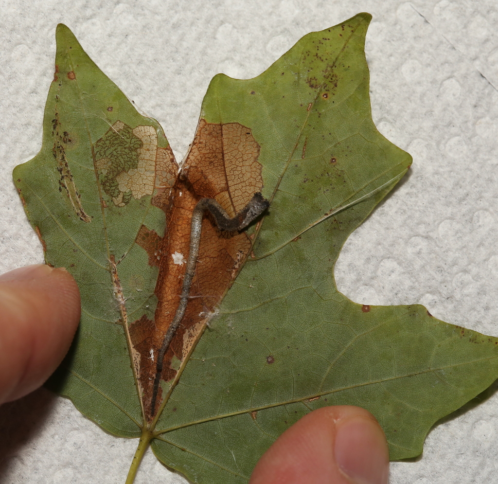 Maple Trumpet Skeletonizer Moth