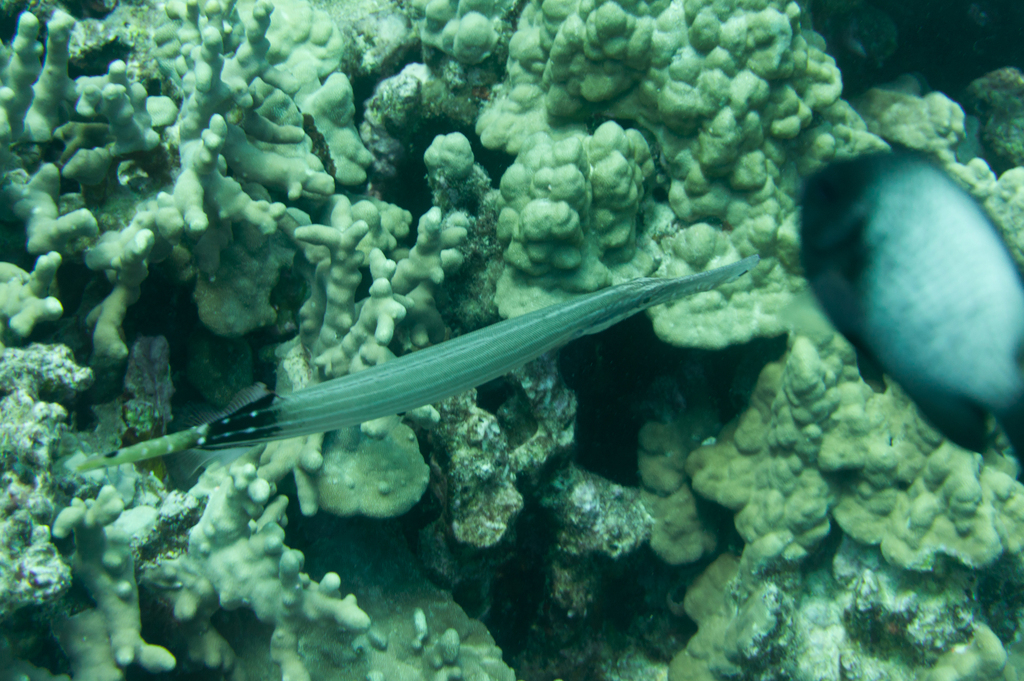 Chinese trumpetfish