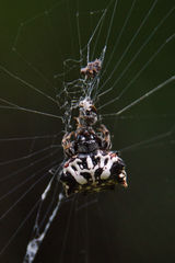Gasteracantha sacerdotalis