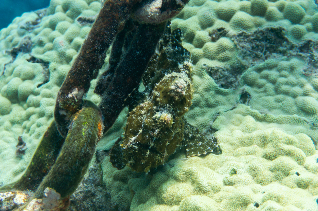 Black Angler