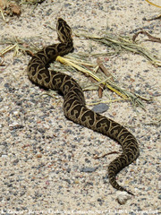 Bothrops alternatus