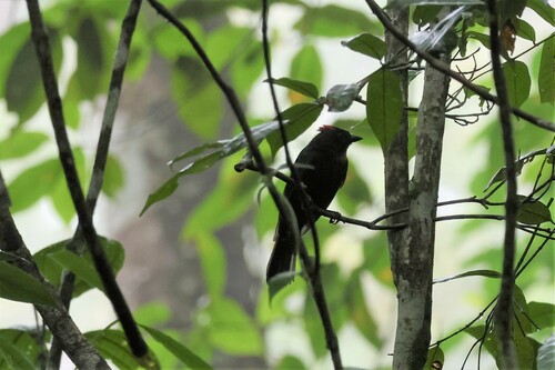 Sooty Ant Tanager (Driophlox gutturalis), photo 4