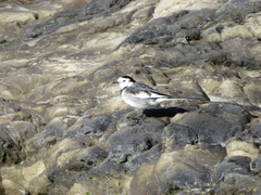 Motacilla alba lugens