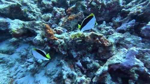 Chaetodon tinkeri, 2023-08-12