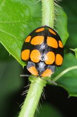 Botanochara decempustulata