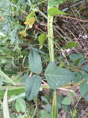 Strophostyles helvola