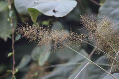 Panicum sarmentosum