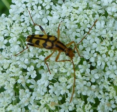Strangalia luteicornis