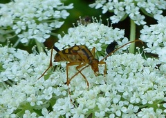 Strangalia luteicornis