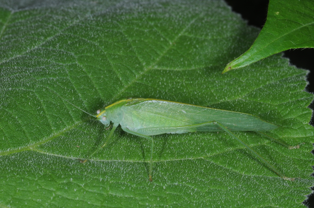 Anaulacomerina